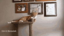 Funny Cats GIF - Funny Cats Pets GIFs