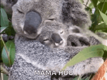 Koala GIF