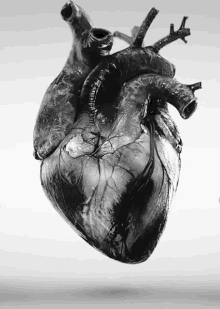 black heart heart heart beat black and white heart beating heart