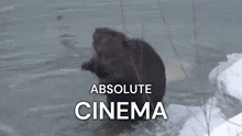 a bear is swimming in a body of water with the words absolute cinema above it