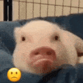 Pig Why GIF - Pig Why свиня GIFs