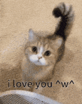 I Love You Cat GIF - I Love You Cat GIFs