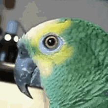 weird parrot