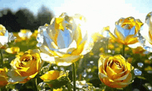 a field of yellow roses with the sun shining through them