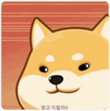 a close up of a dog 's face with a red background