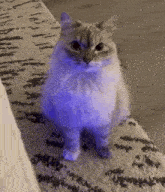 Cat Grumpy GIF - Cat Grumpy Grumpy Cat GIFs
