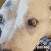 Barking Staffordshire Bull Terrier GIF - Barking Staffordshire Bull Terrier Viralhog GIFs