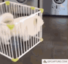 Dog In Crate GIF