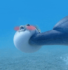 Pufferfish Dolphin GIF