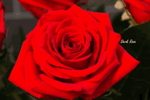 Roos Roosje Darkrose Rose GIF - Roos Roosje Darkrose Rose GIFs