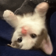 Cute Cat GIF - Cute Cat милый GIFs