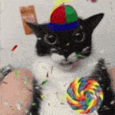 a cat wearing a colorful hat is holding a lollipop