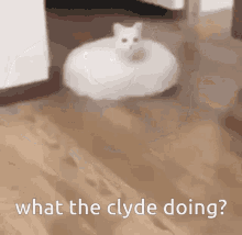clyde what the doing cat