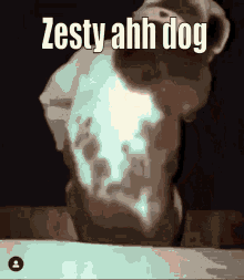 Zesty Dog Pittbull Twerking GIF