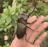 Beetle Stim GIF - Beetle Stim Bug GIFs