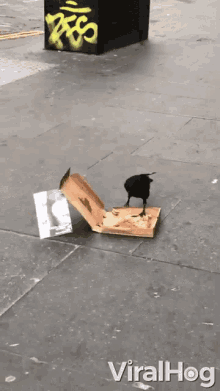 Crow Eating A Pizza Munch GIF - Crow Eating A Pizza Crow Munch GIFs