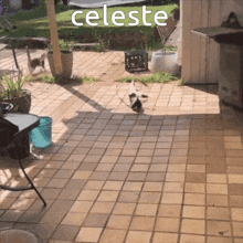 Celeste Cat GIF