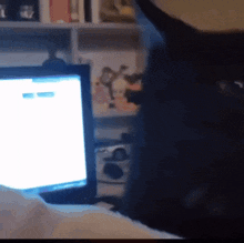 Cat Black Cat GIF - Cat Black Cat Car GIFs