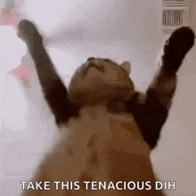 a cat is standing up with its arms outstretched and the words `` take this tenacious dih '' behind it .
