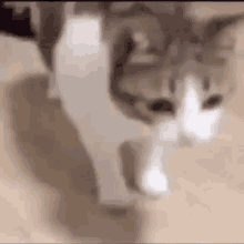 Cat Cat Vibe GIF - Cat Cat Vibe Sligh To The Left GIFs