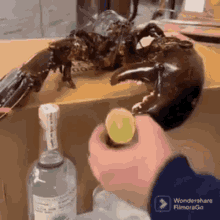 a person is holding a slice of lemon in front of a large lobster