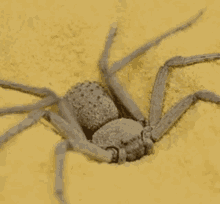 Poof Spider GIF