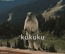 Kukuku Beaver GIF - Kukuku Beaver Mexdevs GIFs