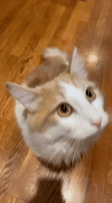 Tan Cat Tan Cat Looking GIF - Tan Cat Tan Cat Looking GIFs