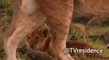 Lion Cub GIF - Lion Cub Tvresidence GIFs