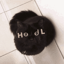 Hodlcat GIF - Hodlcat GIFs