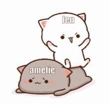 couple kitty