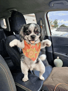 a dog wearing a bandana with a sunflower on it is standing on its hind legs in a car