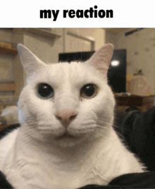 My Reaction Cat GIF - My Reaction Cat Goofy GIFs