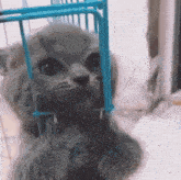 Cat Looking Guilty Cry GIF - Cat Looking Guilty Cat Cry GIFs