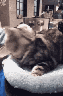 Angry Cat Annoyed GIF