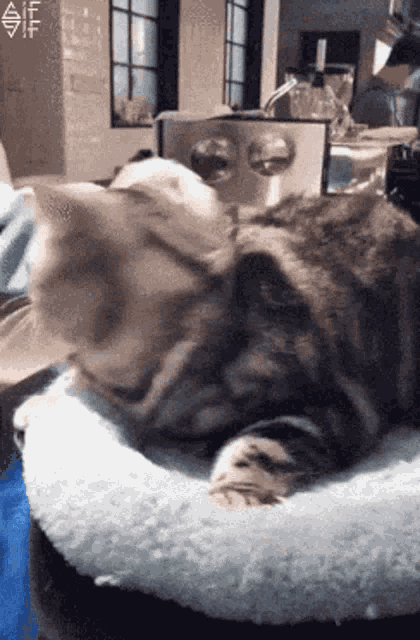 Cat Angry Cat GIF - Cat Angry Cat Mad Cat - Discover & Share GIFs