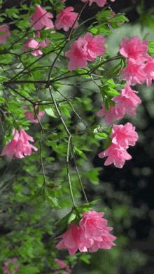 Spring Flowers GIF - Spring Flowers Blooming GIFs
