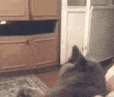 Cat Cat Sticking Tongue Out GIF - Cat Cat Sticking Tongue Out Cat Tongue GIFs