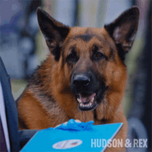 Getting Your Attention Rex GIF - Getting Your Attention Rex Hudson And Rex GIFs