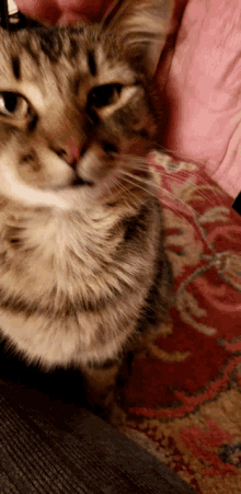 Snuggle Petting GIF - Snuggle Petting Kitty GIFs
