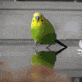 a green and yellow parakeet is sitting on a cactus