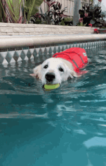 Dog Dog Pool GIF - Dog Dog Pool Dog Swimming GIFs