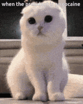 Cat Confused GIF - Cat Confused Funny GIFs