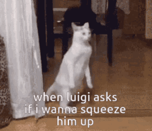 Weird Cat Luigi GIF - Weird Cat Luigi Mr Clean GIFs