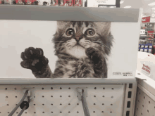 Aux Kittens GIF - Aux Kittens Cats GIFs
