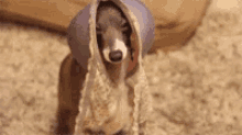 Dog Dogs GIF - Dog Dogs What GIFs