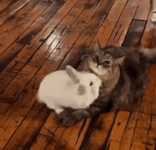 Cat Bunny GIF - Cat Bunny Cat And Bunny GIFs