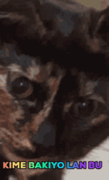 Kedi Bakıyo GIF - Kedi Bakıyo GIFs