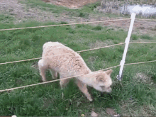 a sheep standing next to a fence in a grassy field