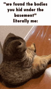 Cat Meme Bodies GIF - Cat Meme Bodies We Found The Bodies You Hid Under The Basement GIFs